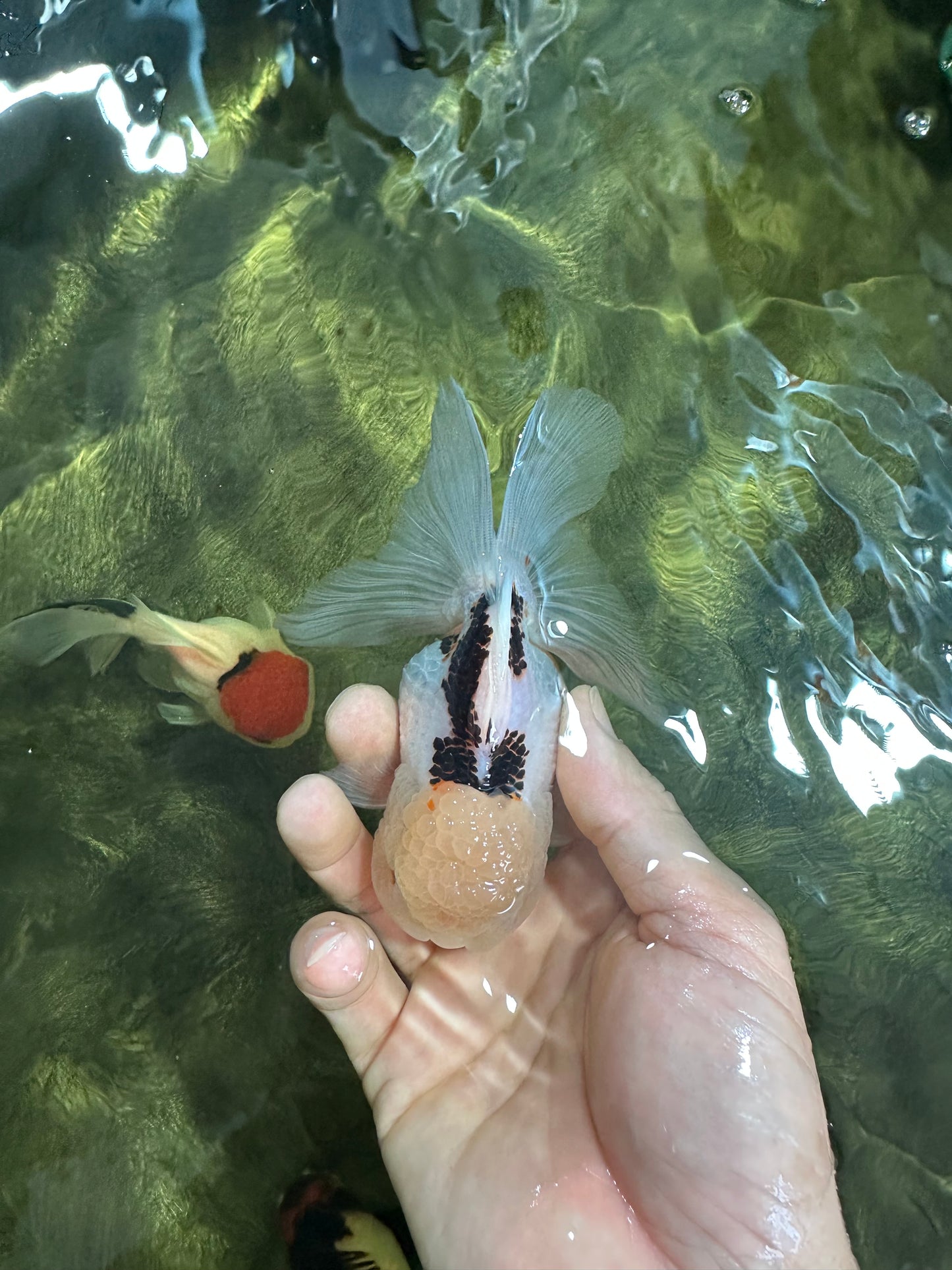 [SINGLE] Tricolor Oranda Female 4.5 inches #060625SO_06