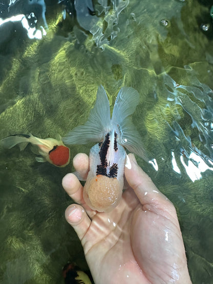 [SINGLE] Tricolor Oranda Female 4.5 inches #060625SO_06