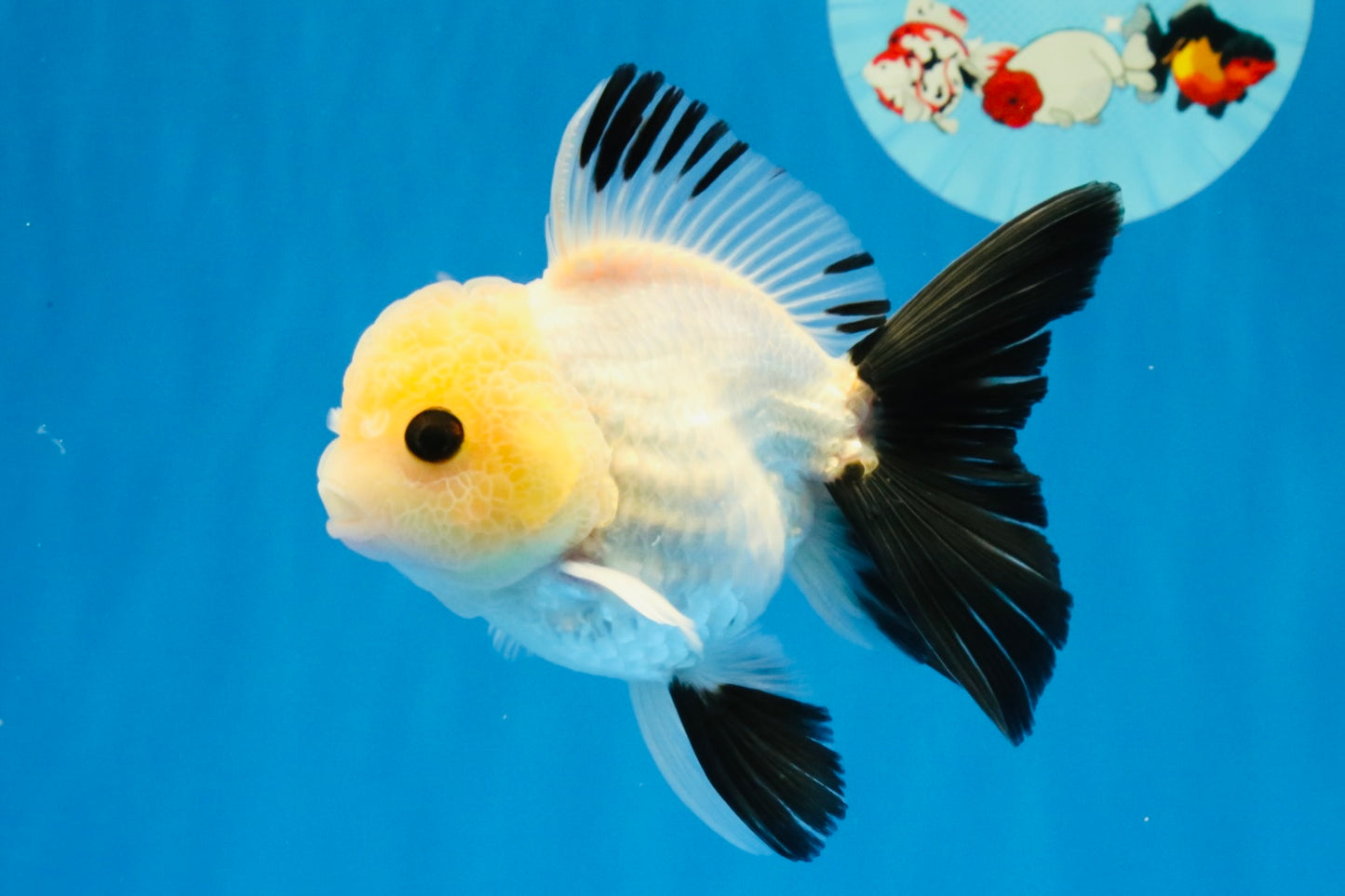 [SINGLE] Panda Button Eyes Oranda Male 4.5 inches #032026SO_10