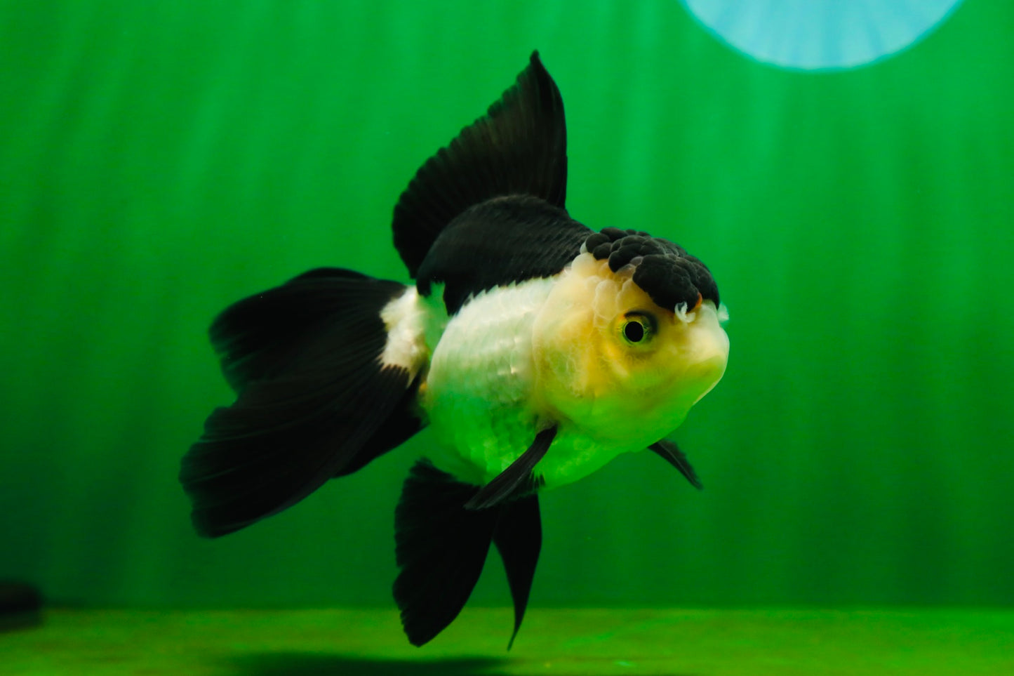 [SINGLE] Panda Oranda Female 4.5 inches #080825SO_05