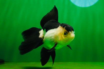 [SINGLE] Panda Oranda Female 4.5 inches #080825SO_05