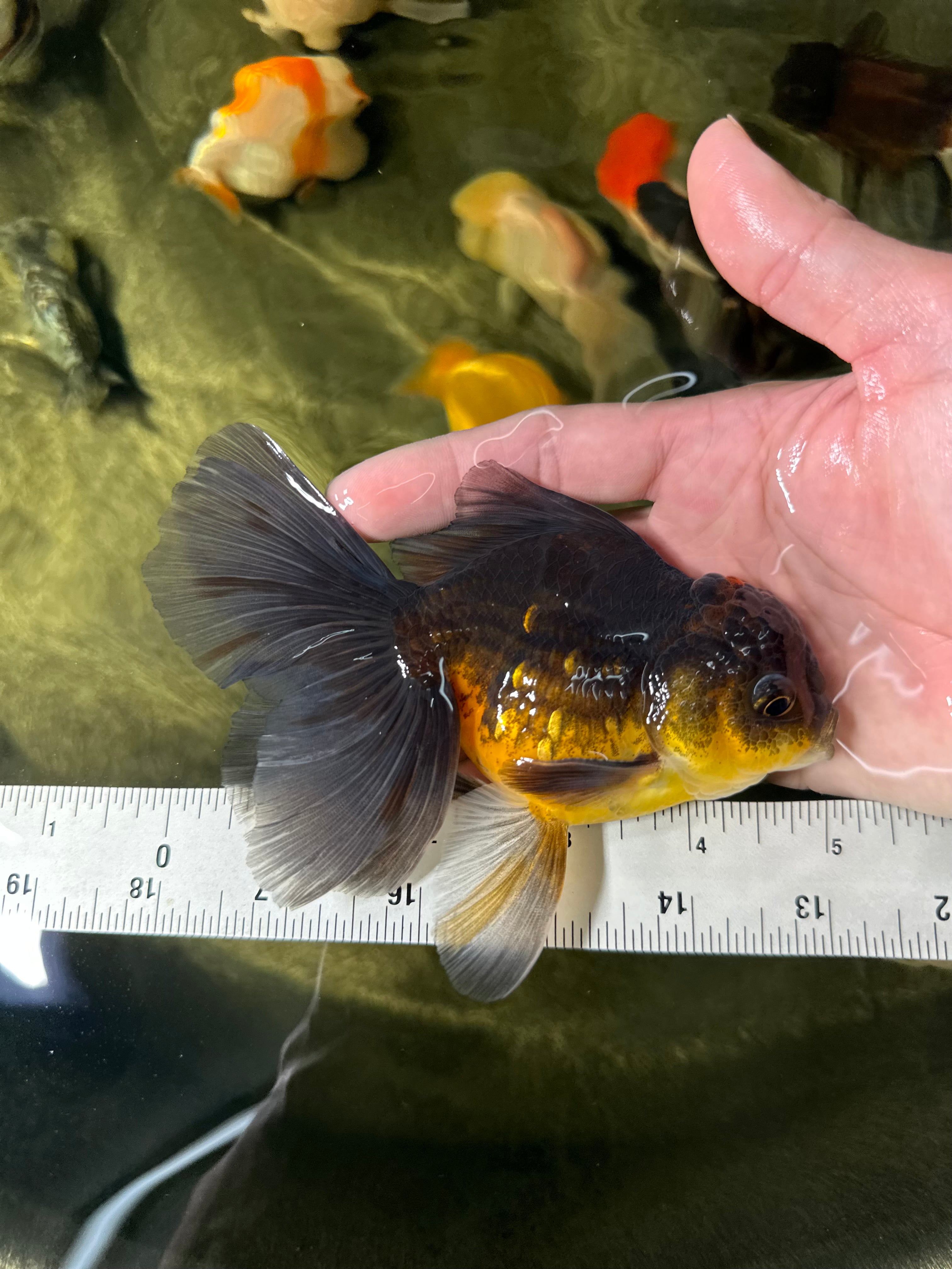 Affordable Quality Goldfish for Sale - Thai Goldfish in USA & Canada ...