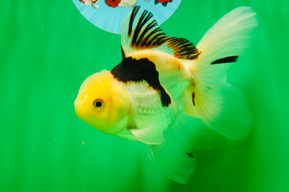 [SINGLE] Tricolor Oranda Male 4.5 inches #080825SO_13