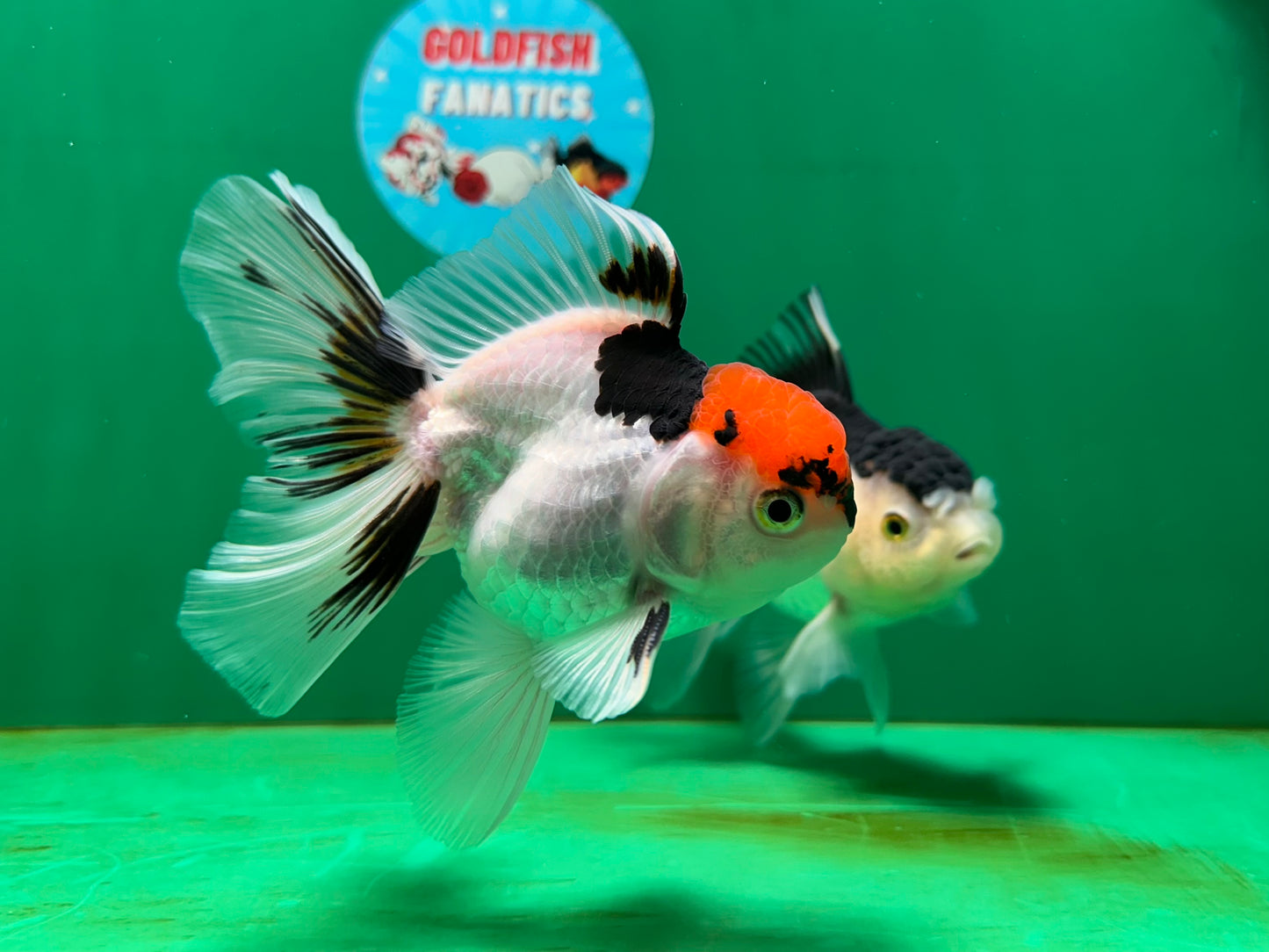 [COUPLE] Tricolor Male & Panda Female Oranda 4.5-5 inches #052325CO_09