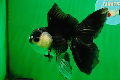 [SINGLE] Panda Oranda Male 5.5-6  inches #121925SO_02