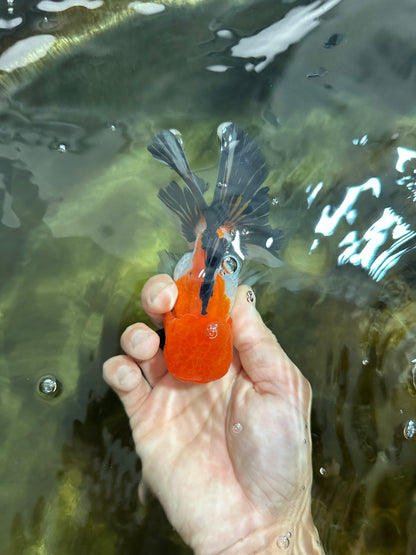 [SINGLE] Tricolor Male Oranda 4.5-5 inches #080125SO_13