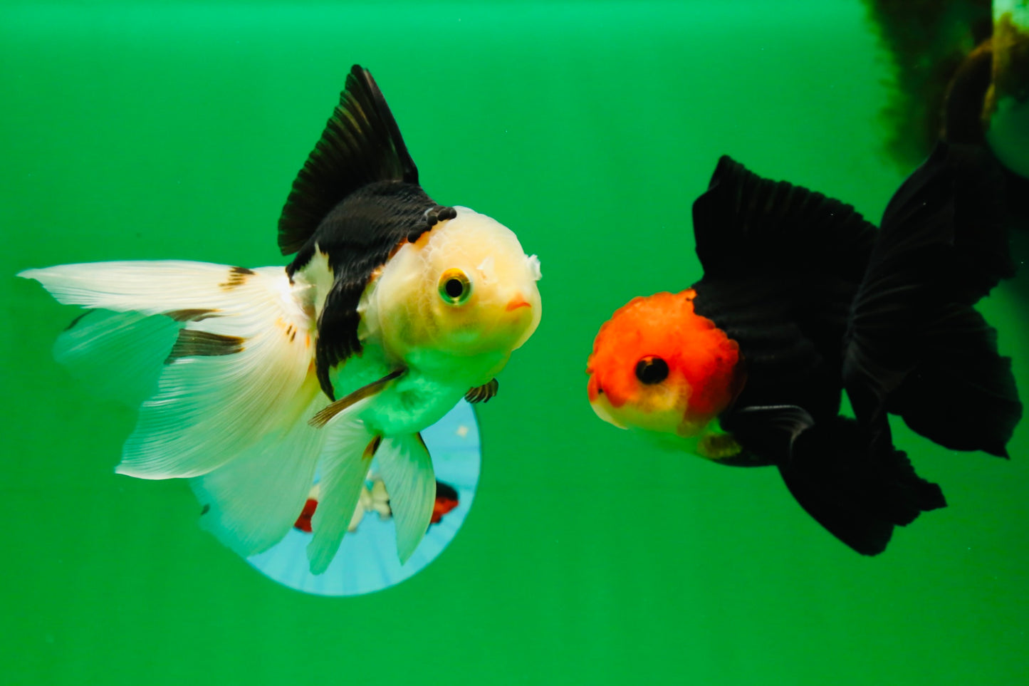 [COUPLE] Tricolor Male & Red White Female Oranda 4.5 inches #101025CO_05