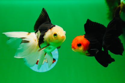 [COUPLE] Tricolor Male & Red White Female Oranda 4.5 inches #101025CO_05