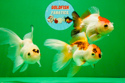 [TRIPLE] Mixed Color Oranda 3.5-4.5 inches #121925TO_05