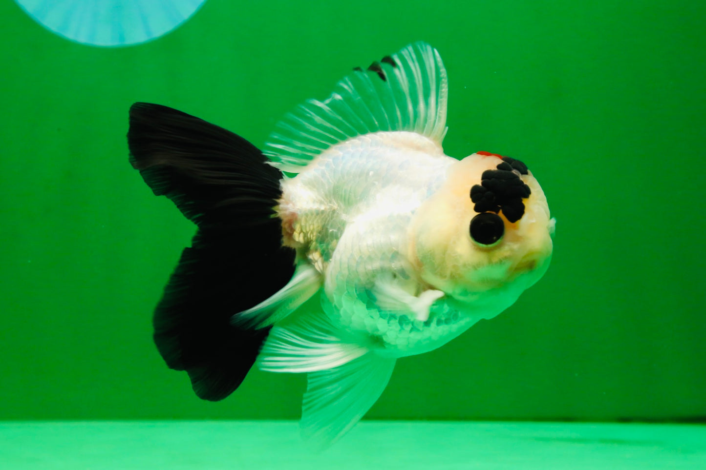 [SINGLE] Tricolor Oranda Male 4-4.5 inches #091925SO_09