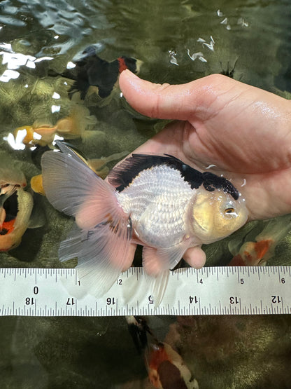 [COUPLE] Tricolor Male & Panda Female Oranda 4.5-5 inches #052325CO_09