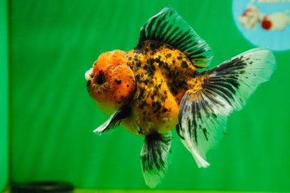 [SINGLE] Tiger Oranda Male 4.5-5 inches #080825SO_08