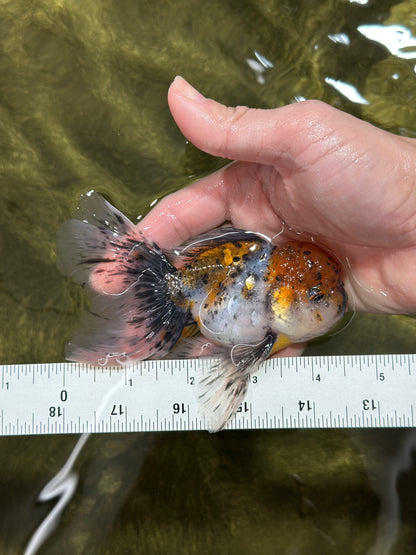 [SINGLE] Calico Oranda Male 4.5 inches #01102025SO_09