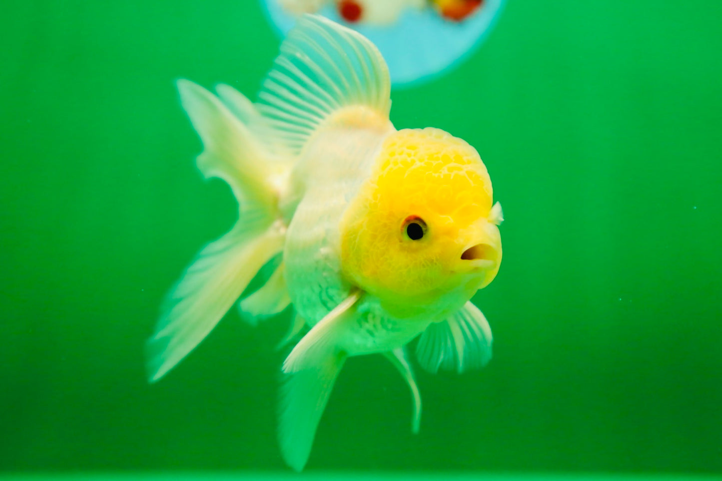 [SINGLE] Lemonhead Oranda Male 4.5 inches #090525SO_07
