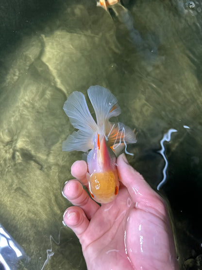 [COUPLE] Tricolor Female & White Male Oranda 4-4.5 inches #050225CO_06