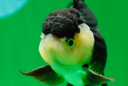 [SINGLE] Panda Oranda Male 4.5 inches #081525SO_06