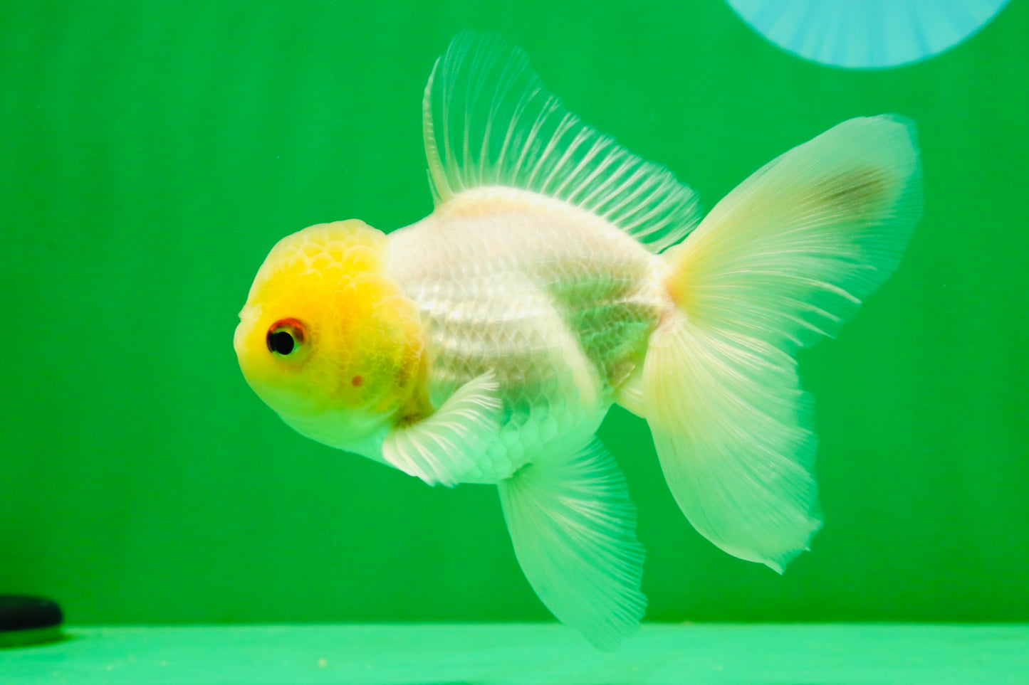 [SINGLE] White Oranda Male 4.5-5 inches #041825SO_03