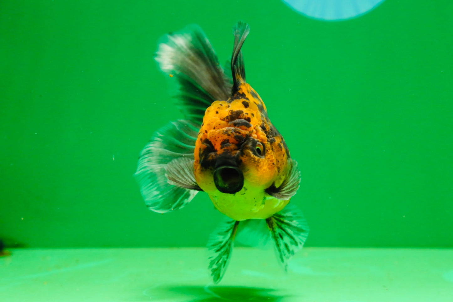 [SINGLE] Tiger Female 4.5 inches #101725SO_02