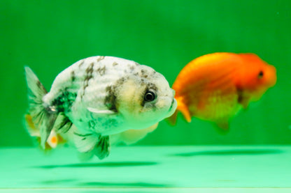 [QUAD] Mix Color Gender : Unknown Lionchu 3-3.5 inches #041125_11