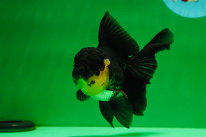 [SINGLE] Panda Oranda Female 5 inches #082225SO_11