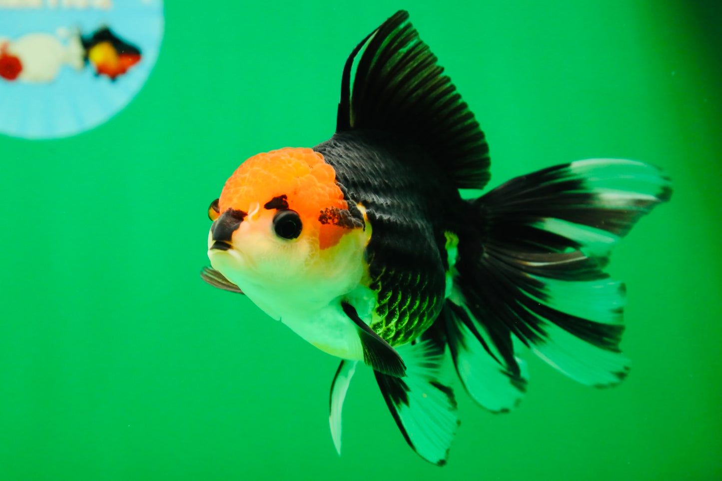 [SINGLE] Tricolor Button Eyes Oranda Female 5 inches #081525SO_12