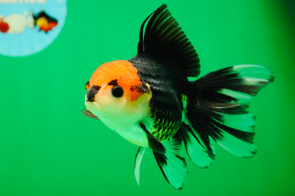 [SINGLE] Tricolor Button Eyes Oranda Female 5 inches #081525SO_12