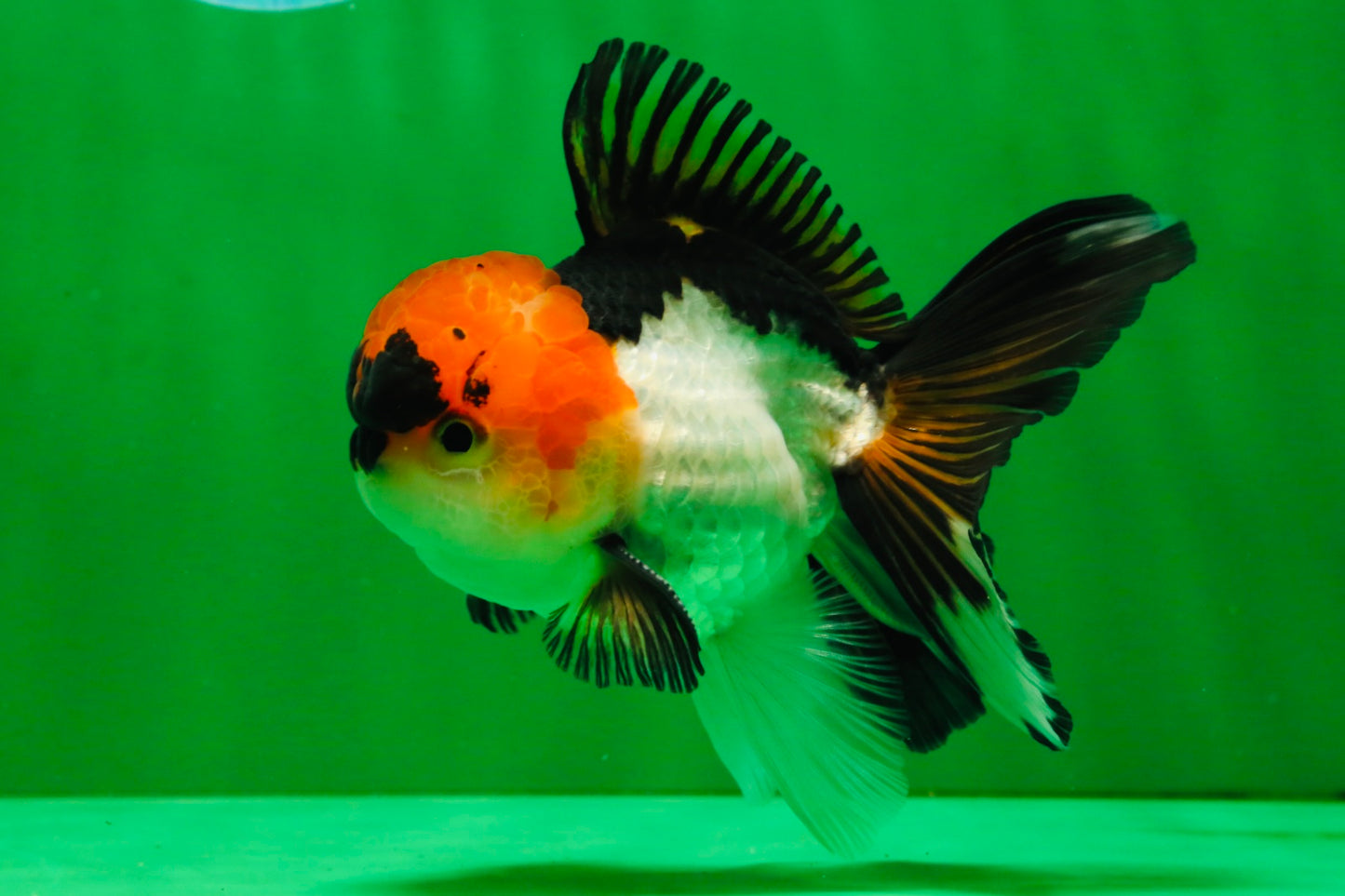 [SINGLE] Tricolor Oranda Male 4-4.5 inches #091925SO_07