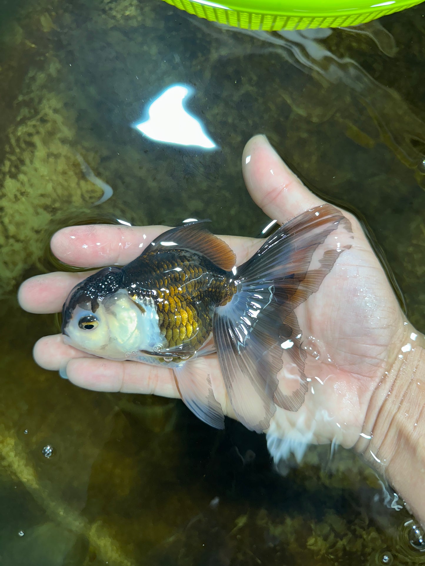 [SINGLE] Panda Oranda Female 4.5 inches #082225SO_10