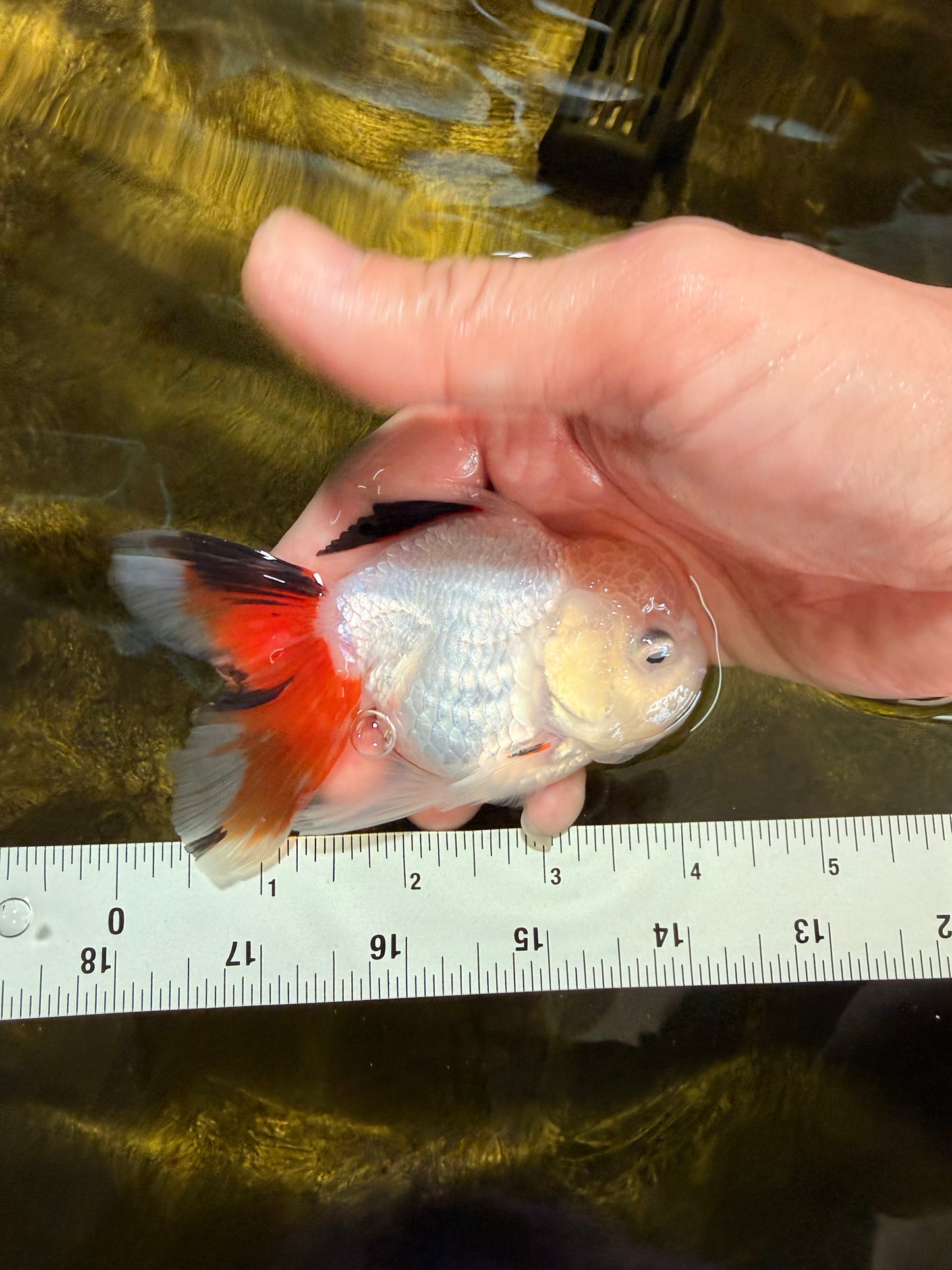 [SINGLE] Tricolor Oranda Male 4 inches #032026SO_05