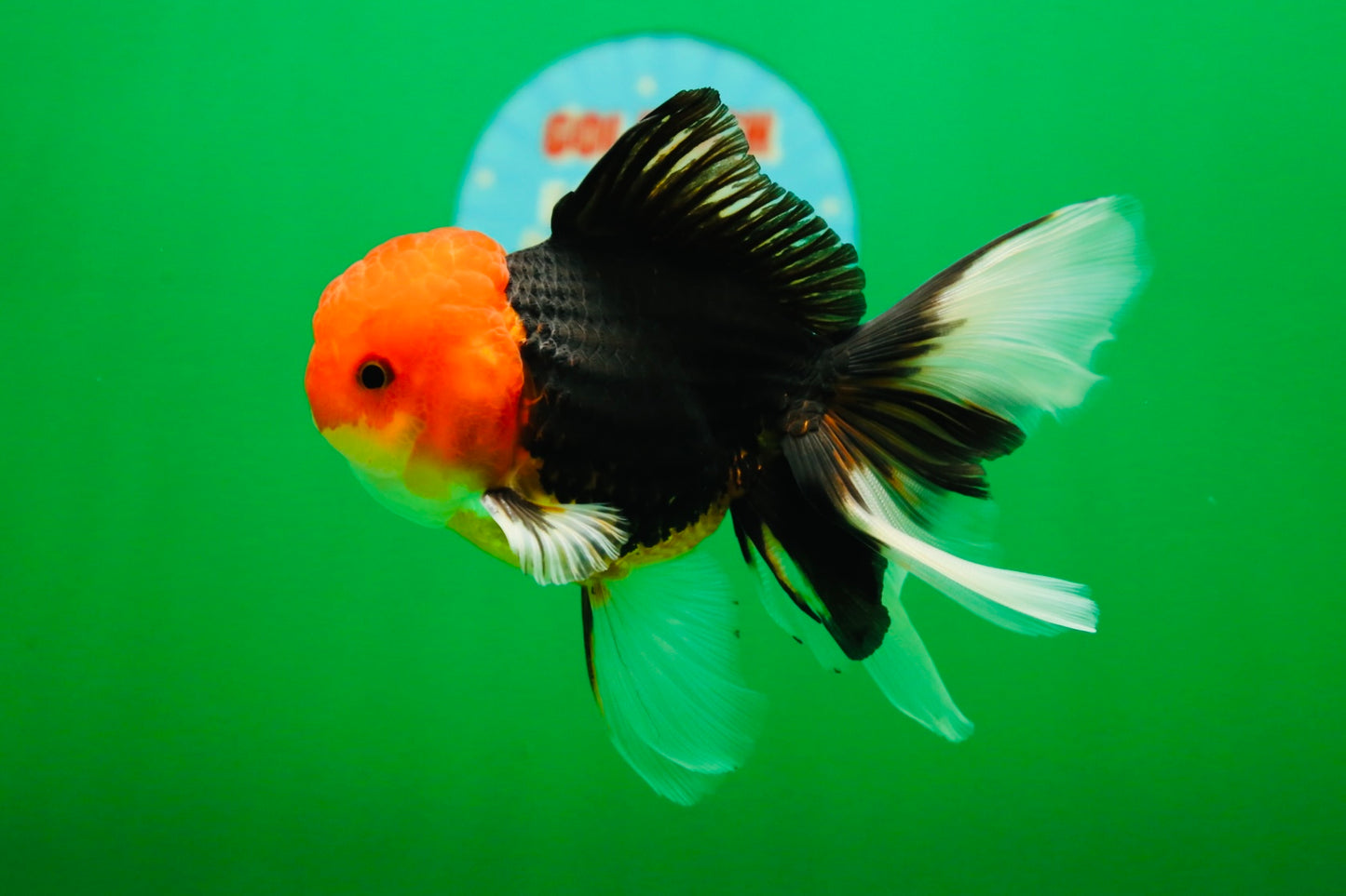 [SINGLE] Tricolor Oranda Male 4.5-5 inches #082225SO_02