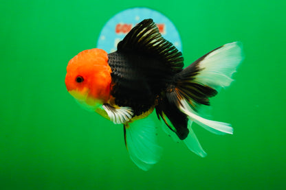 [SINGLE] Tricolor Oranda Male 4.5-5 inches #082225SO_02