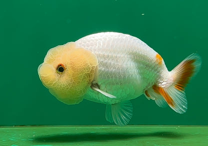[SINGLE] White Lionchu Female 4-4.5 inches #062725SL_05
