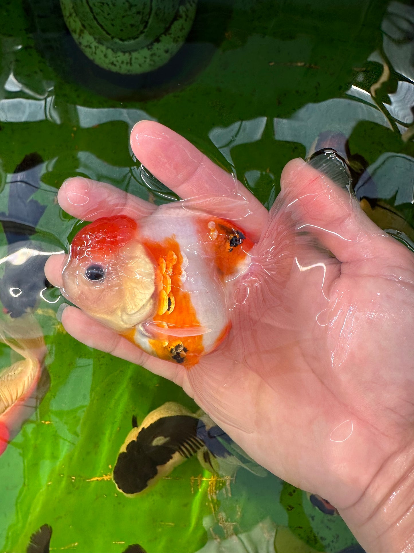 [COUPLE] Panda Button Eyes & Sakura Oranda size 4-4.5 inches #111524CO_06