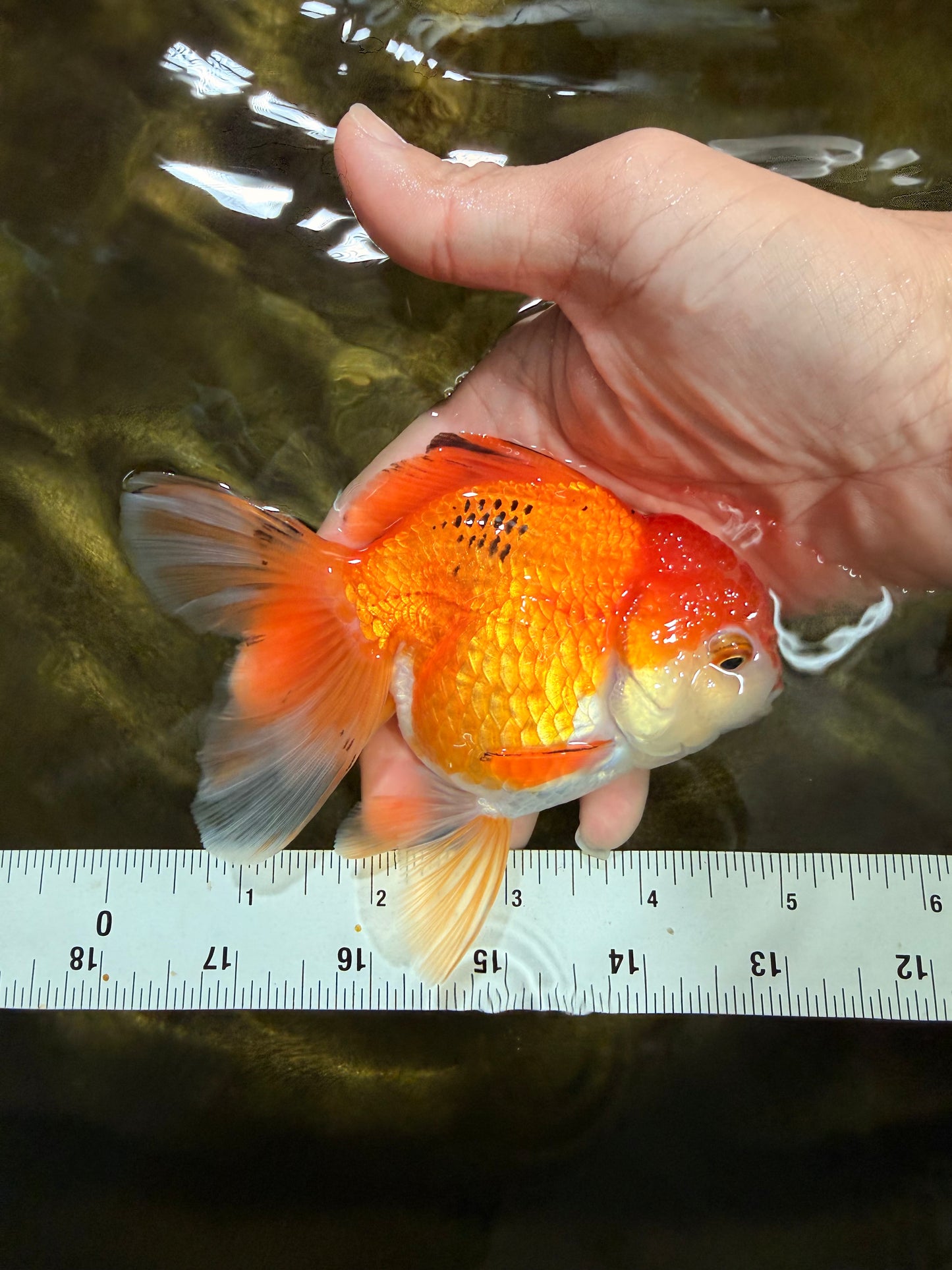 [SINGLE] Orange Female 4.5 inches #103125SO_04