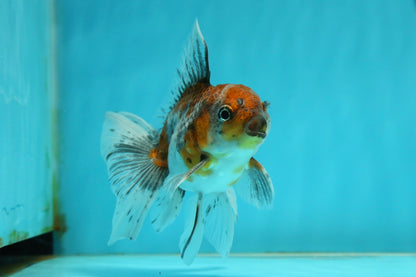 [SINGLE] Calico Oranda Male 4.5 inches #112924SO_14