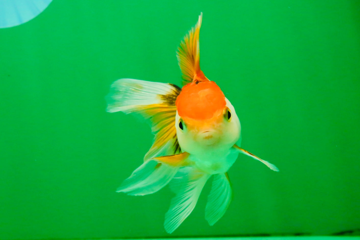 [SINGLE] Tricolor Oranda Female 4 inches #112125SO_07