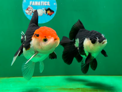 [COUPLE] Tricolor Male & Panda Female Oranda 4.5 inches #052325CO_10