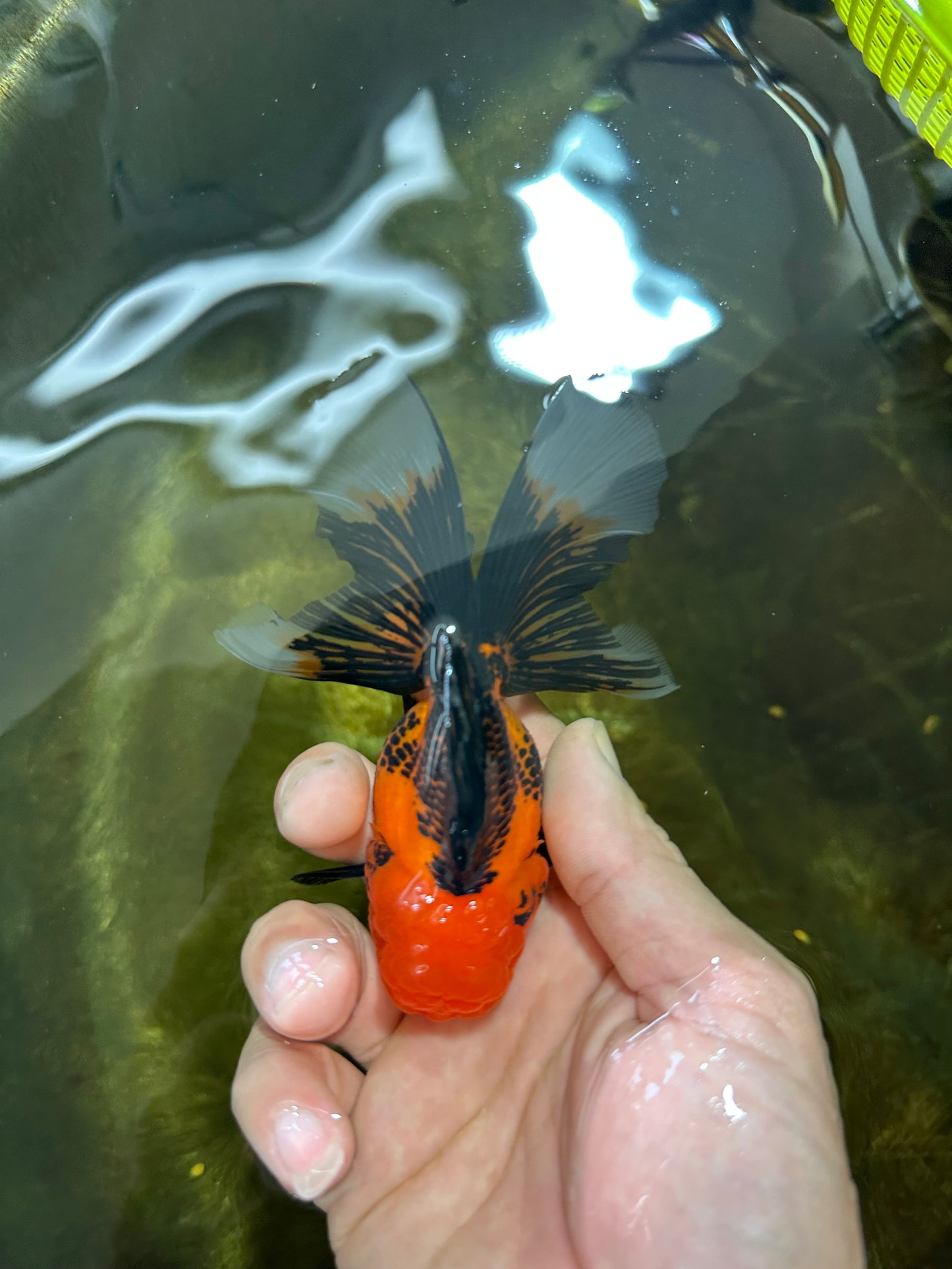 [SINGLE] Apache Oranda Female 4 inches #081525SO_09