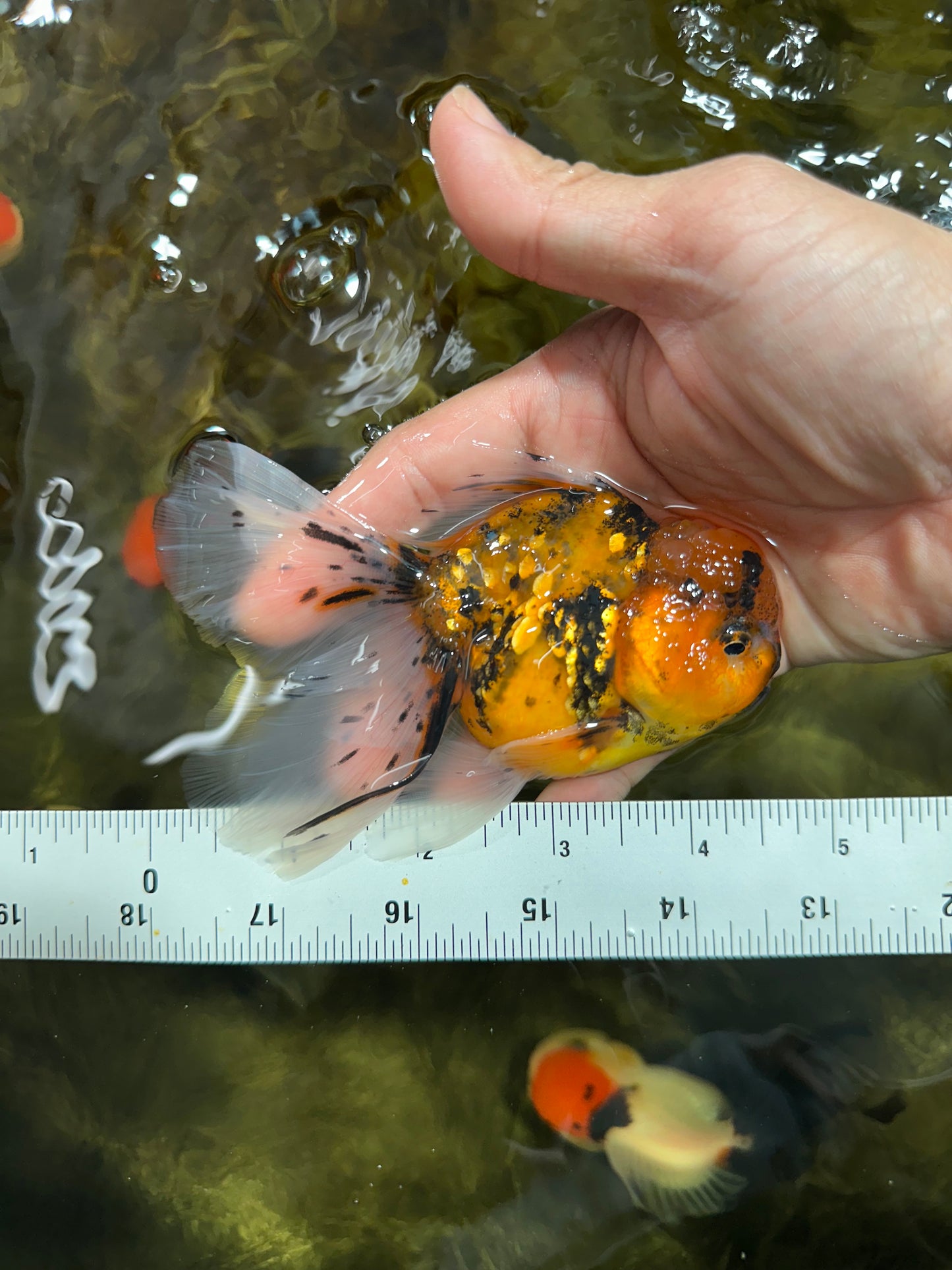 [SINGLE] Tiger Oranda Male 4.5 inches #091925SO_06