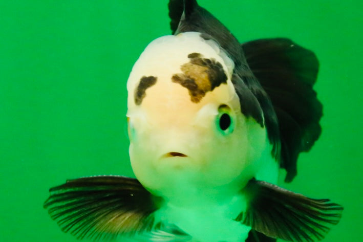 [SINGLE] Panda Oranda Male 5 inches #112125SO_03
