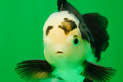 [SINGLE] Panda Oranda Male 5 inches #112125SO_03