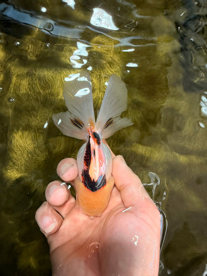 [SINGLE] Tricolor Oranda Male 4.5 inches #032026SO_07