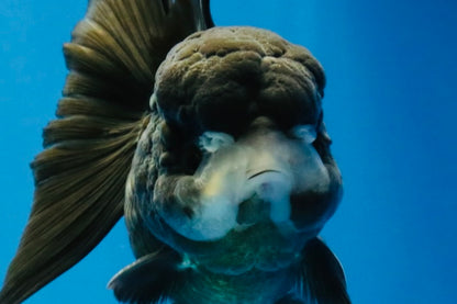 [SINGLE] Black Oranda Female 4-4.5  inches #040326SO_03