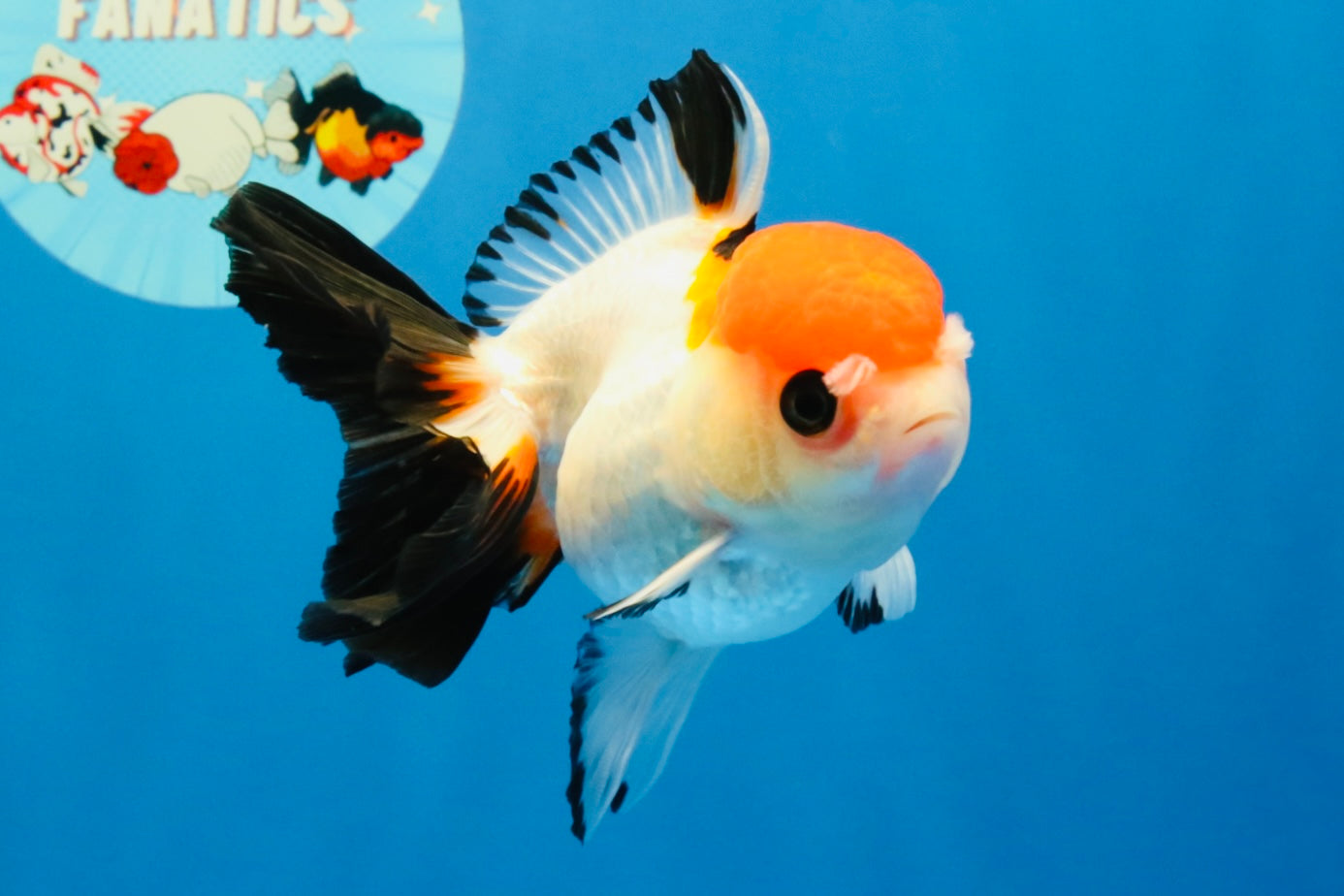 [SINGLE] Tricolor Oranda Female 4-4.5 inches #041026SO_06