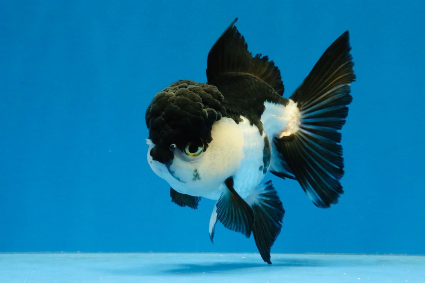 [SINGLE] Panda Oranda Female 4 inches #040326SO_02