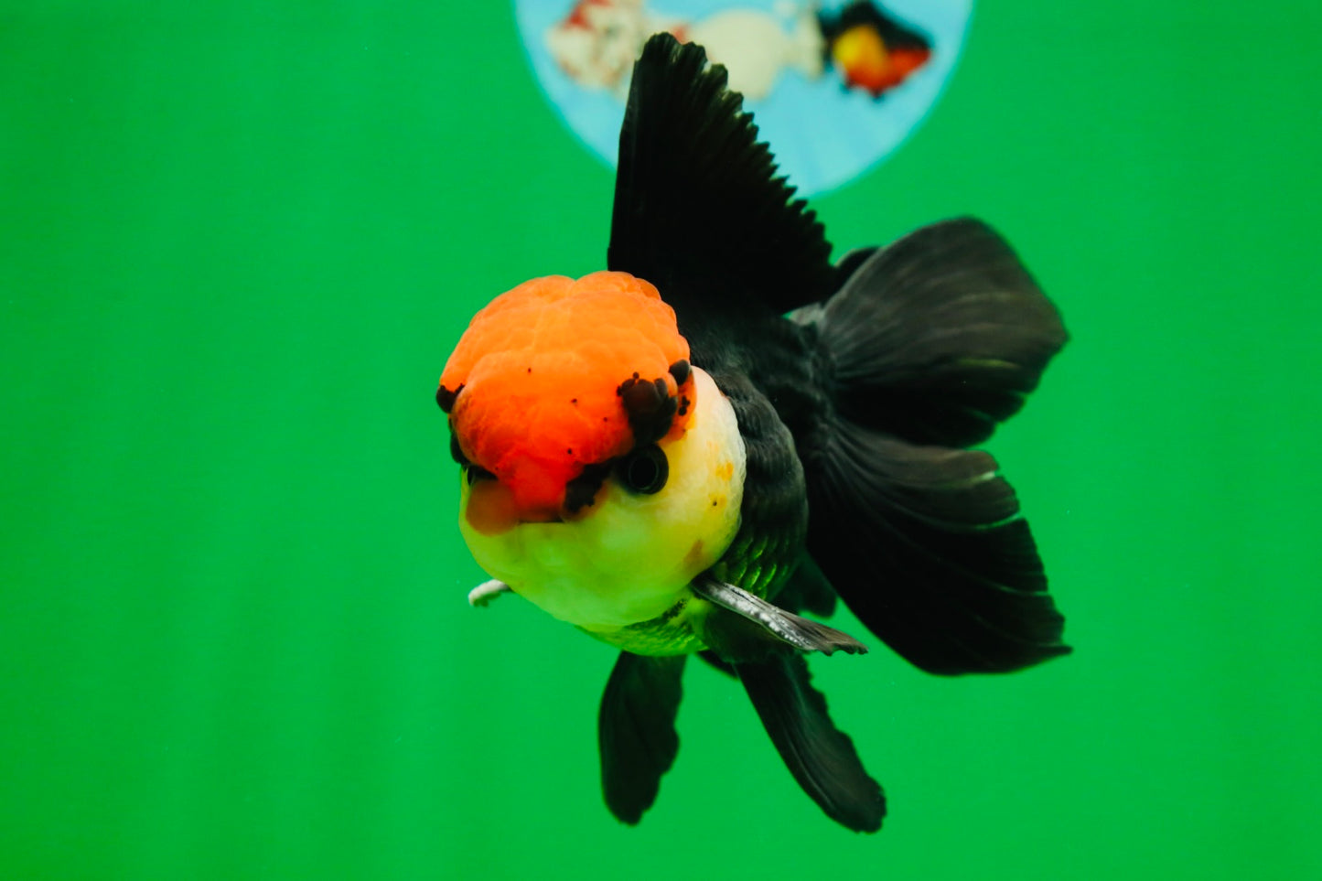 [SINGLE] Tricolor Oranda Male 4-4.5 inches #080825SO_14