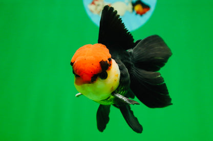 [SINGLE] Tricolor Oranda Male 4-4.5 inches #080825SO_14