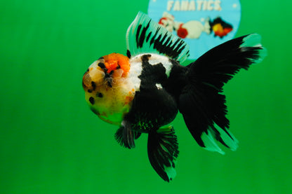 [SINGLE] Tricolor Oranda Male 4.5 inches #082225SO_01