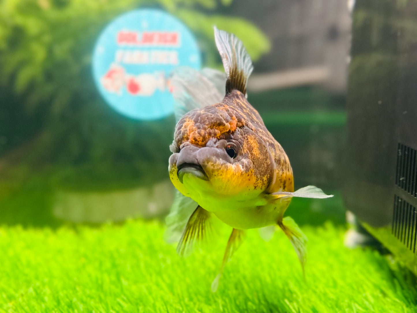 [SINGLE] Kirin Oranda Female size 4.5 inches #112224SO_06