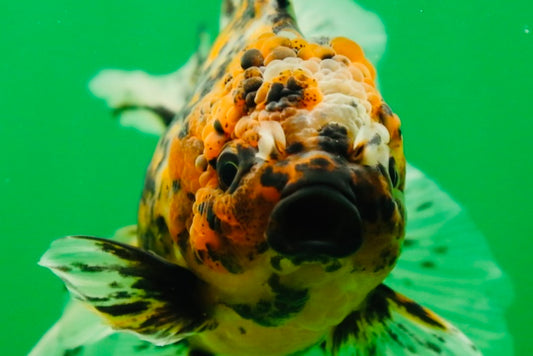 [SINGLE] Pepper Tiger Oranda Female 4.5 inches #080825SO_03
